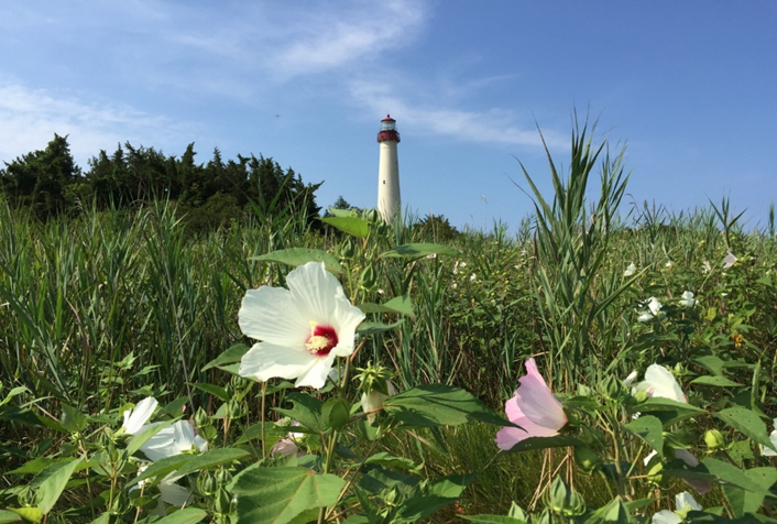 SeschipperSusan's tweet photo. #HaikuSaturday
5/7/5
flimsy clouds lighthouse
blend together --nature’s art
blue greens whites and pinks 

              short form
clouds lighthouse
blending colors
nature’s art

   monoku
clouds lighthouse blending colors –nature’s art https://t.co/ulrdN3navc