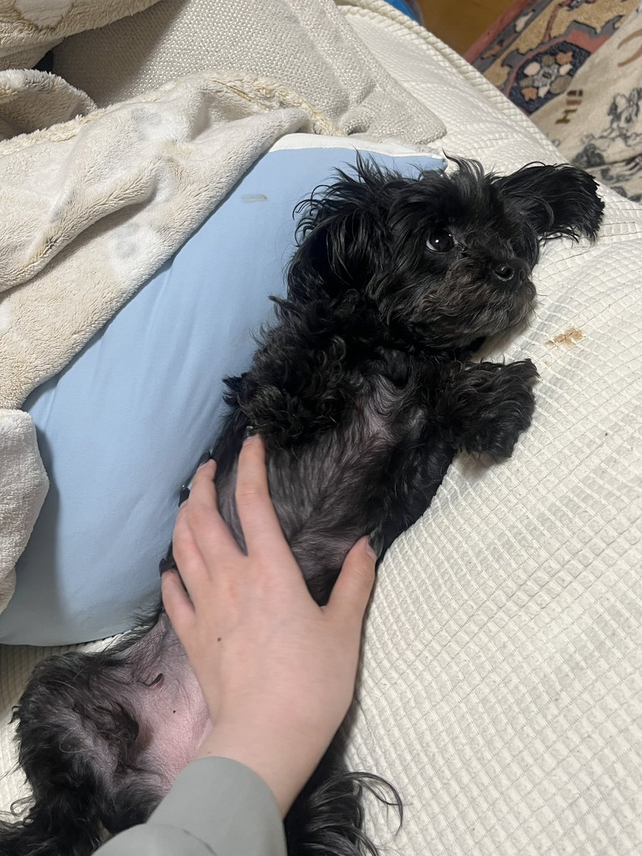 kkrg3285's tweet photo. あまり動物に好かれてこなかった人生だから、友だちの家のプードルたちになぜかめちゃくちゃ好かれてて戸惑い😀いや好かれてるというか、マッサージ器具かなんかだと思われてる気がしてきた https://t.co/SdGJuMLUpL