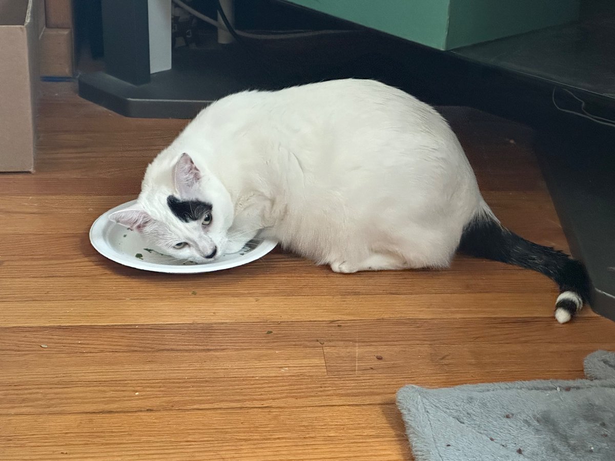 SchroderStark's tweet photo. And my sister Chocolate’s enjoying the fresh #Catnip now.  But Daddy picked it for me!😾 

#Caturday #CatsOfTwitter #CatsOfX https://t.co/fp493Y45pq