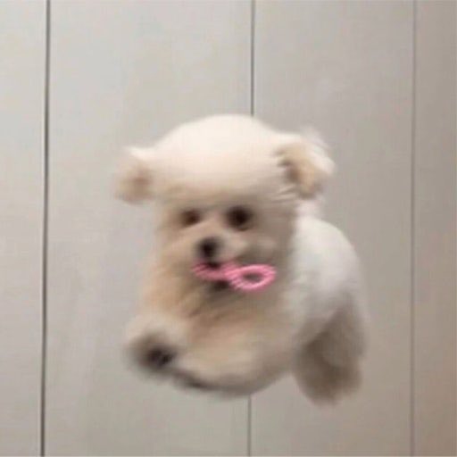 해피 tweet media