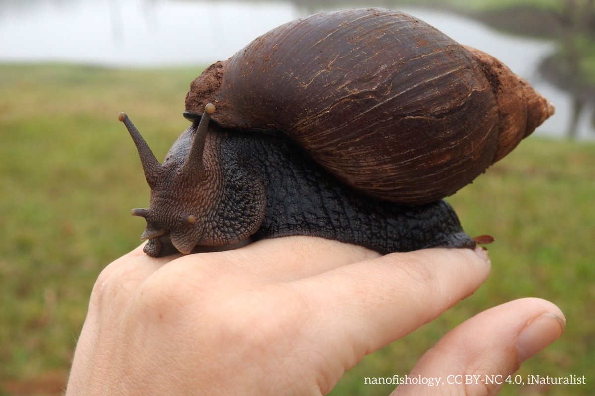 AMNH's tweet photo. Here’s a giant African land snail to brighten your day! 🐌 Found in parts of eastern Africa, this jumbo gastropod can grow ~5.9 in (15 cm) in size—making it one of the world’s largest snails! It’s a member of the Achatinidae family, which includes other similarly sized species. https://t.co/iFER0QAO8H