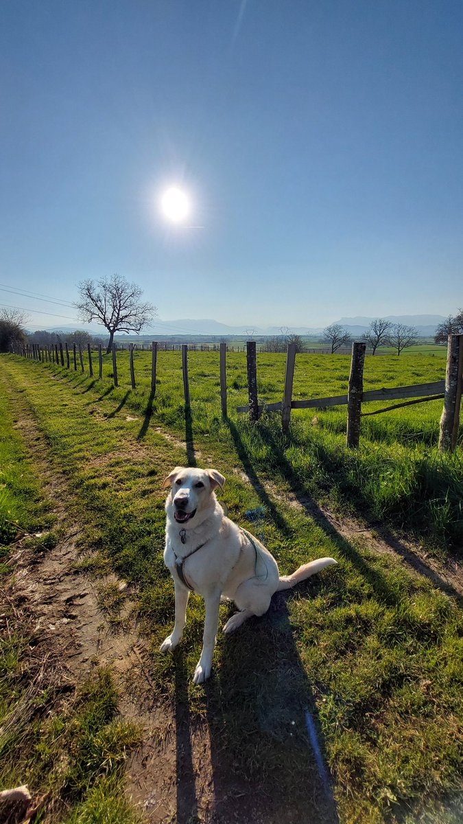 AdelineGly's tweet photo. Je n'ose pas imaginer ce que serait devenue ma croisée berger chienne de protection douloureuse chronique avec des humains "fermes et autoritaires" 😢 Soyez doux avec eux, remplissez leurs besoins, apprenez à les connaître, à les comprendre et à créer une vraie belle relation 🙏🏻 https://t.co/AqG1uEt0O6