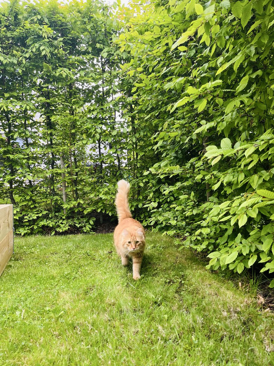 peltatli's tweet photo. mahallenin muhtarı hemen denetime geldi 🐱 https://t.co/nOh7MmWQiY