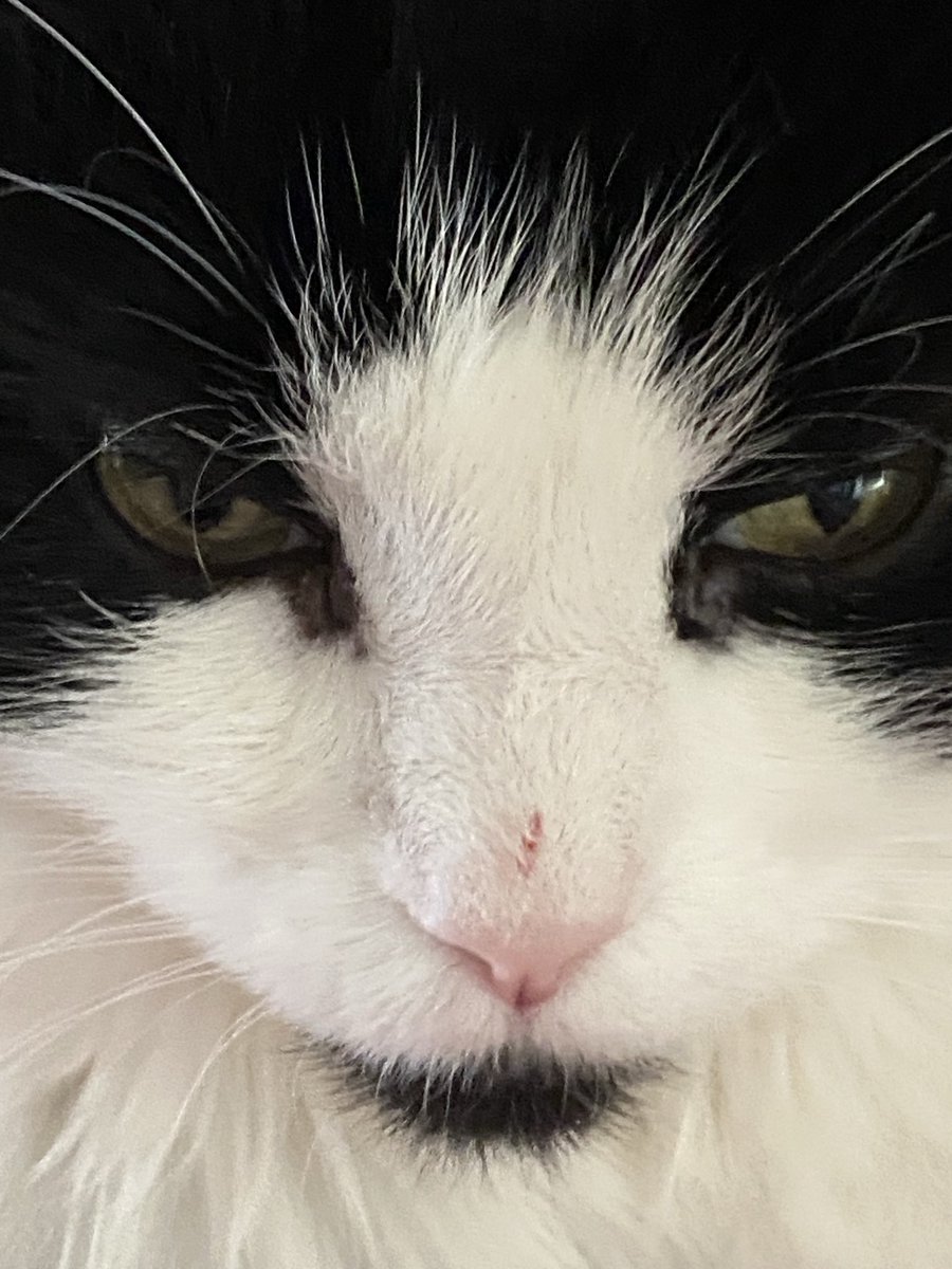 MemeCat99014509's tweet photo. Yesterday, the so-called Noir
Panther 👸 Sabrina scratched  my👃 when I tried to share the 🐈‍⬛ condo with her.😾
She can be a royal pain in the arse!😾
              🐾🖤🤍~Sally

#CatsOfX #CatsOfTwitter #AnimalLover #Hedgewatch #Cats #PetsOfX https://t.co/2kWrhZYdks