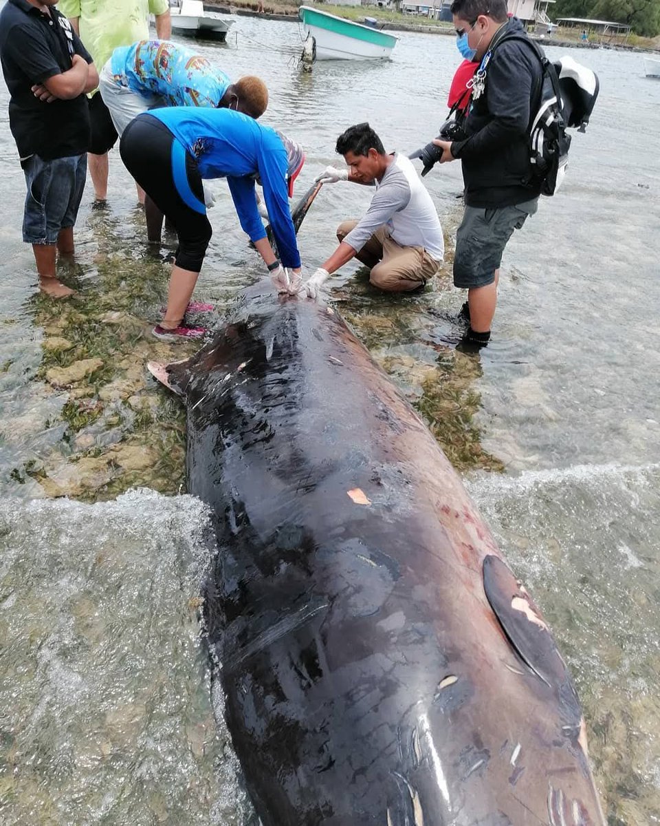 talbottlg's tweet photo. Hace 6 años, llegó esa ballena a morir frente a mi casa en Silent Spring, gracias al apoyo del actual alcalde de Santos Guardiola, Sterling Lucas la tenemos enterrada en Port Royal por si algún día se abre un museo en Guardiola, colocarla así como está la de Tela. https://t.co/uFSmuDuxBs