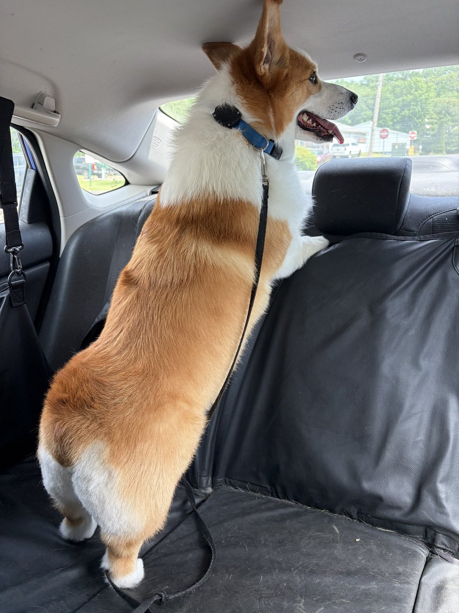 Isadore the Corgi tweet media