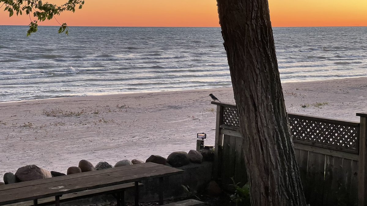 Nickleinonen's tweet photo. May 30, 2026: bluejay joined me for sunrise this morning 💛 https://t.co/aT45WqAgwN