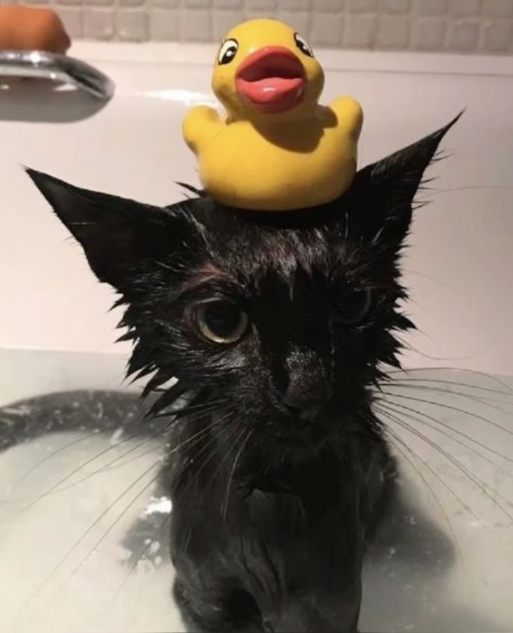 soreserenade_'s tweet photo. Megumi is taking a bath with his duck https://t.co/E3yppIHa6q