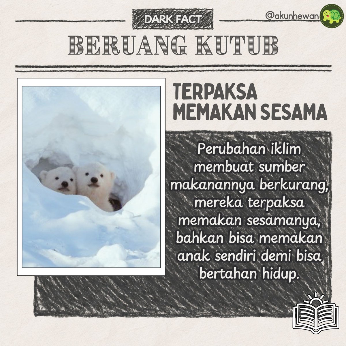 akunhewan's tweet photo. cerita gelap dari kutub..

belakangan ini, beruang kutub diketahui makin sering memakan sesamanya, bahkan anaknya sendiri 🐻‍❄️🥀

penyebabnya: mereka kelaparan.

perubahan iklim menyebabkan es laut terus mencair, membuat mereka makin sulit berburu anjing laut yg biasanya jadi sumber makanan utama.

ketika mengalami kelaparan ekstrim, beruang jantan akan memangsa beruang lain yg lebih lemah, terutama anak-anak.

anak beruang hampir tidak punya peluang melawan, induknya pun sering memilih mundur karena berisiko jadi korban berikutnya.

sebenarnya kanibalisme pada beruang kutub memang bukan hal baru, tapi para peneliti menduga frekuensinya meningkat karena memburuknya kondisi lingkungan di kutub utara.

inilah yang terjadi ketika sebuah ekosistem mulai kehabisan pilihan.

tapi bagi hewan, tidak ada baik dan jahat, memakan sesama hanyalah cara mereka untuk bertahan hidup.

(masih lebih jahat pejabat yg suka makan uang rakyat 🤫)