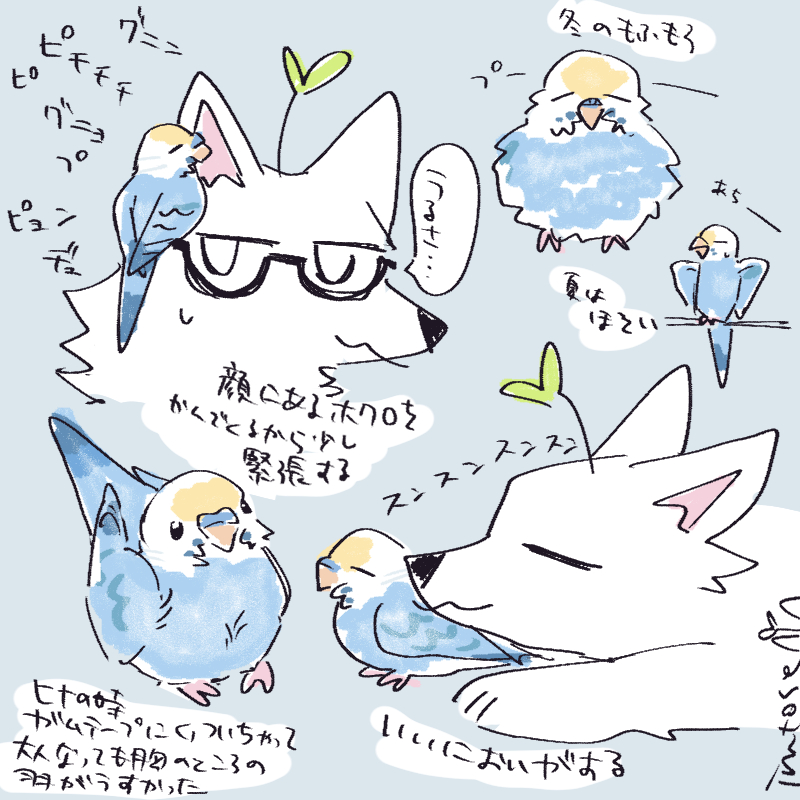 インコの思い出🐥 