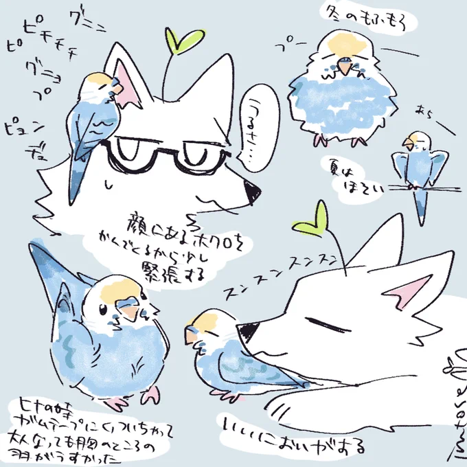 インコの思い出🐥 