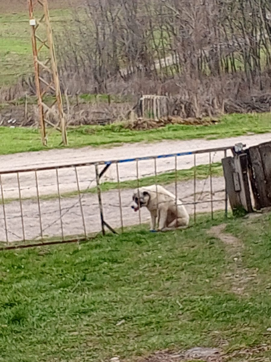 patili dostum😼🐕hak hukuk adalet tweet media
