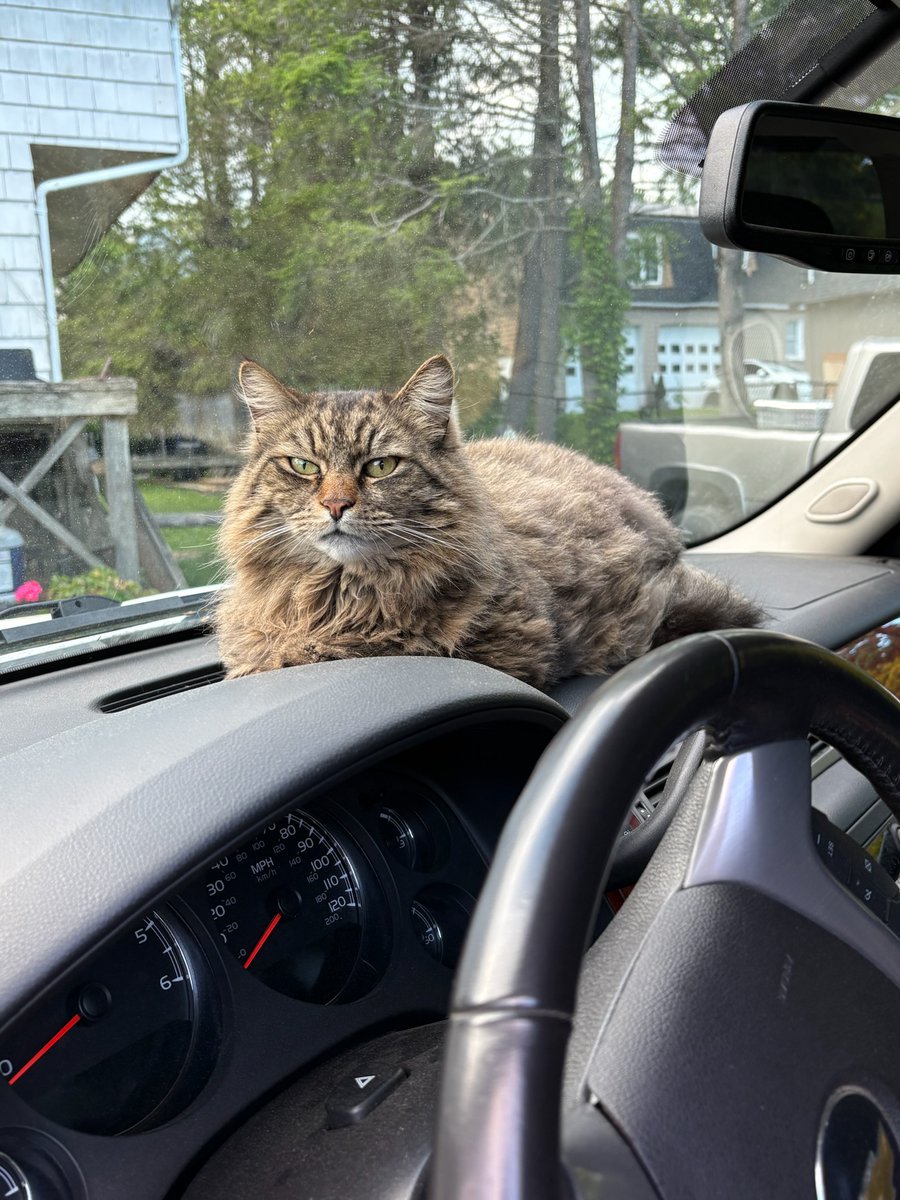 BGAH49's tweet photo. This uber is out of service! Ollie says it's too beautiful to work today! https://t.co/Wl9ciDtthZ