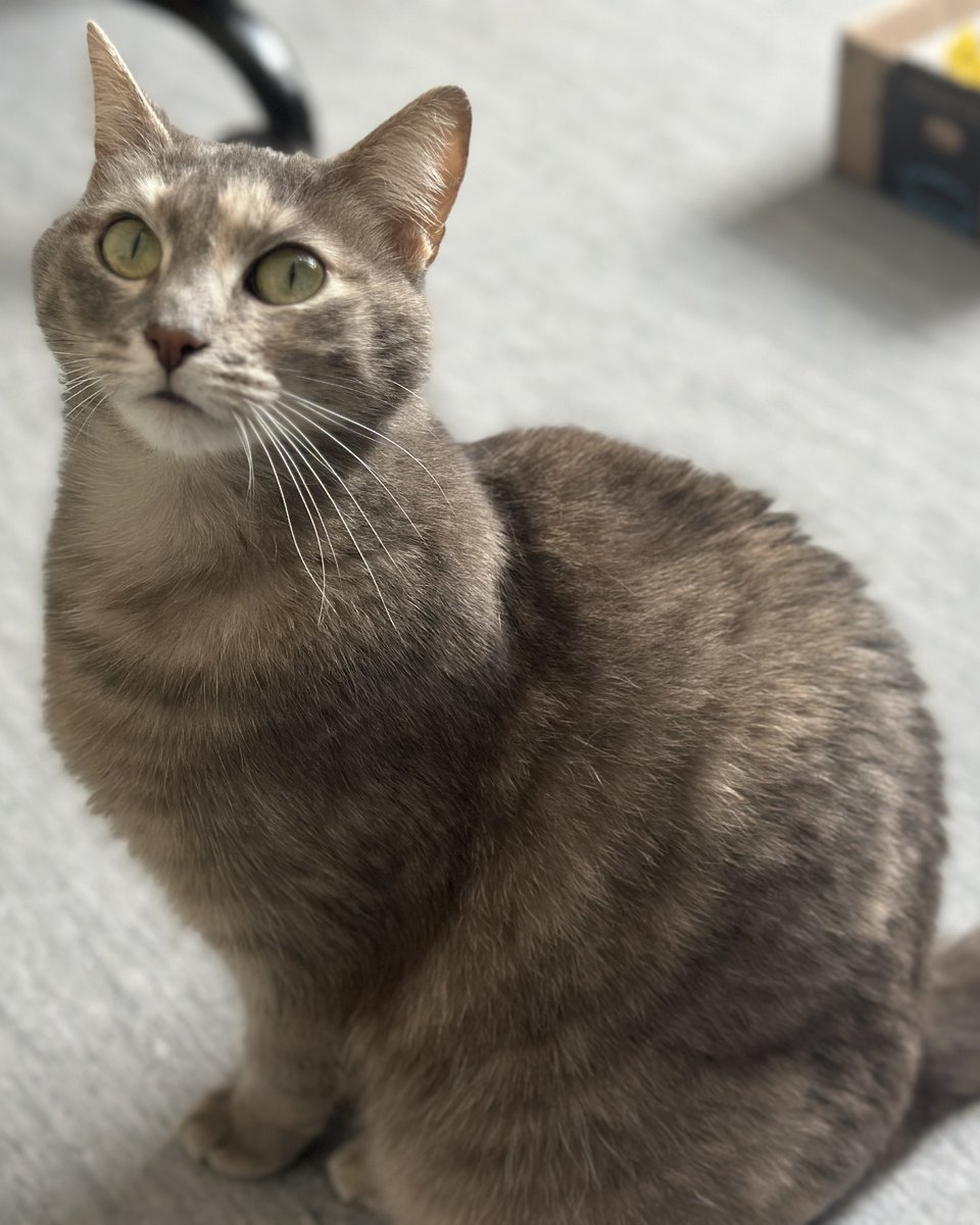 North Shore Animal League America tweet media