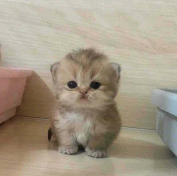 Cats all the way tweet media