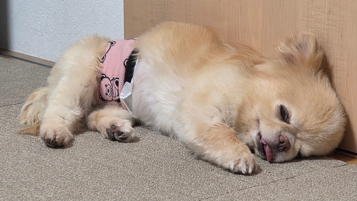 mug0601's tweet photo. ドアの前でこの状態 https://t.co/3VGIvNDksn