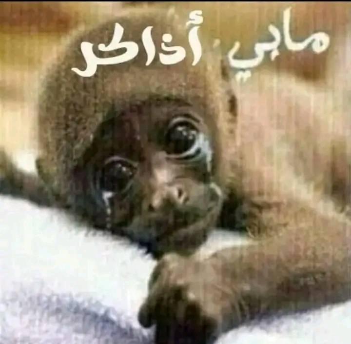 khattab__10's tweet photo. https://t.co/KntIdnYpzG