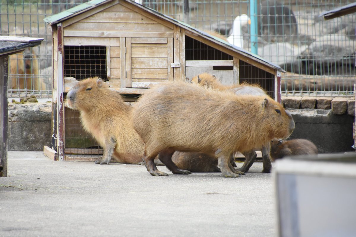 capybara4ever's tweet photo. 一昨年に仕事で台北市に行ったとき、豚にハーネスを付けて散歩させてる人を見かけたのですが、カピバラもハーネス付ければ街をお散歩できそう…
#カピバラ
#伊豆アニマルキングダム https://t.co/p2imWqwUtO