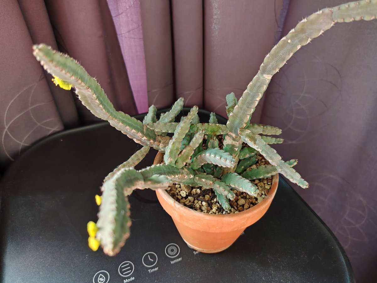 marcelbas's tweet photo. Die bloeisels van Euphorbia debilispina. https://t.co/rM2lZKl80h