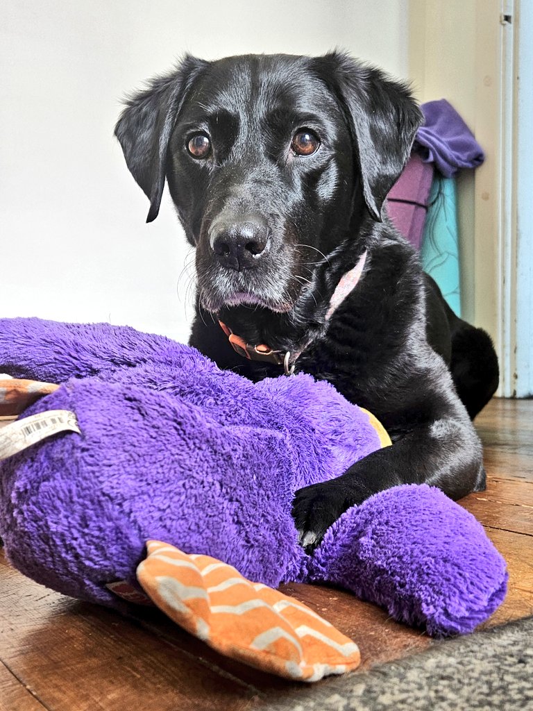 Captain_Falcore's tweet photo. Dog. Like. https://t.co/5kiMfgw8nT