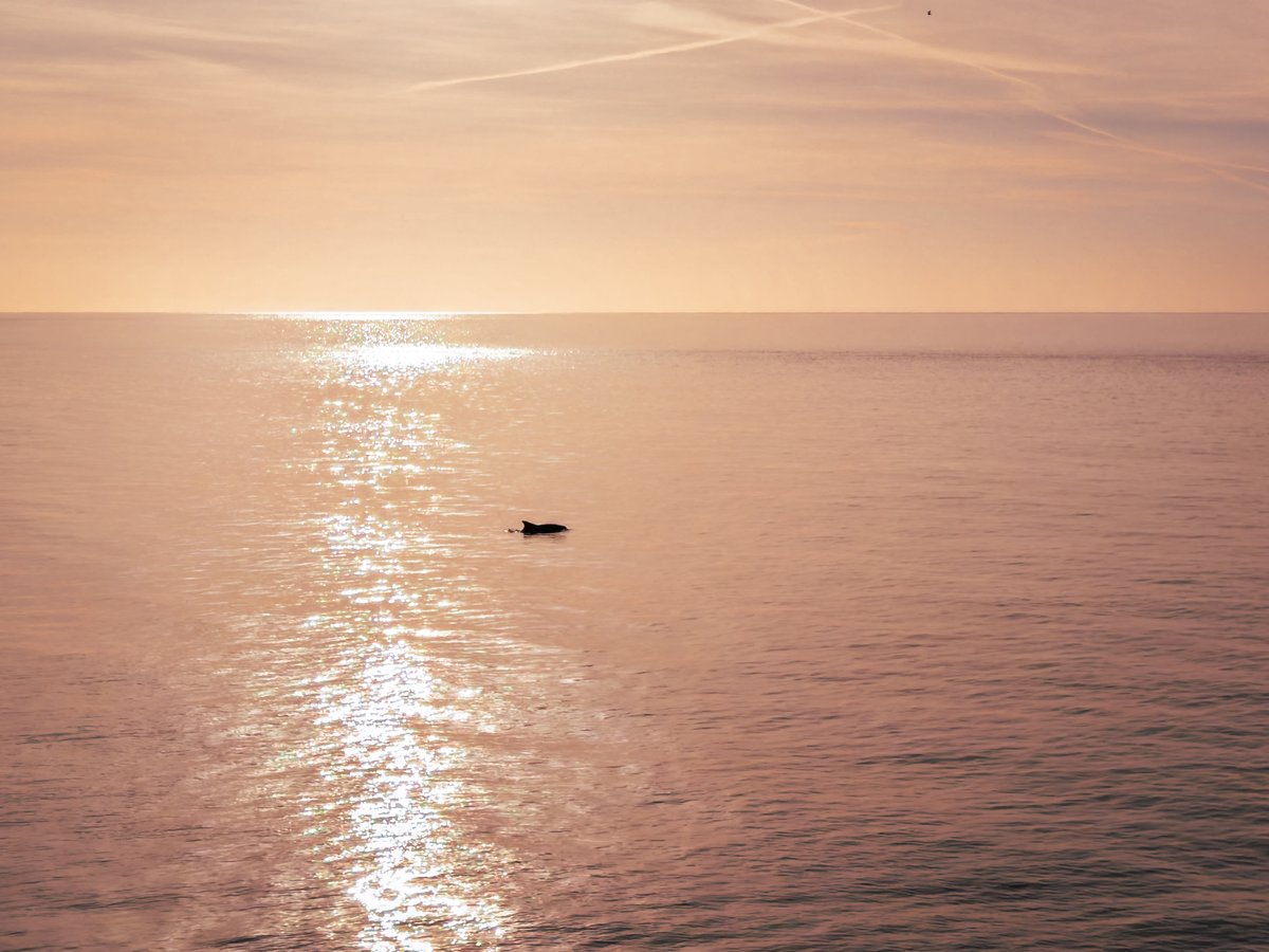 Leg_It's tweet photo. Barely dots on the photos but I promise they are dolphins.😂
Taken from the end of the pier at Roker. https://t.co/q8Udw0vyiA