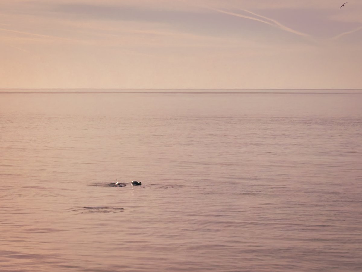 Leg_It's tweet photo. Barely dots on the photos but I promise they are dolphins.😂
Taken from the end of the pier at Roker. https://t.co/q8Udw0vyiA