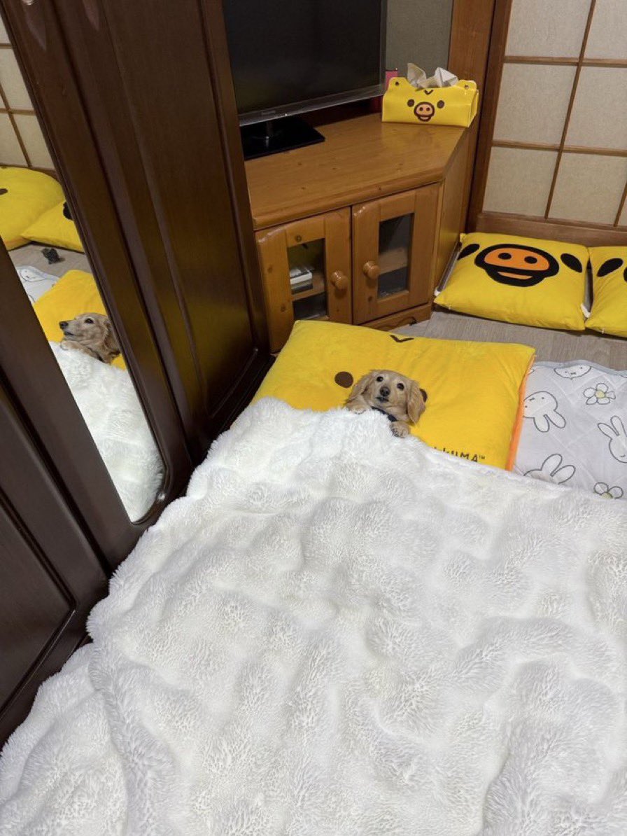 pixelandplate's tweet photo. @omoriyama_zoo Thinks he pays the mortgage https://t.co/69aIlDMSrc
