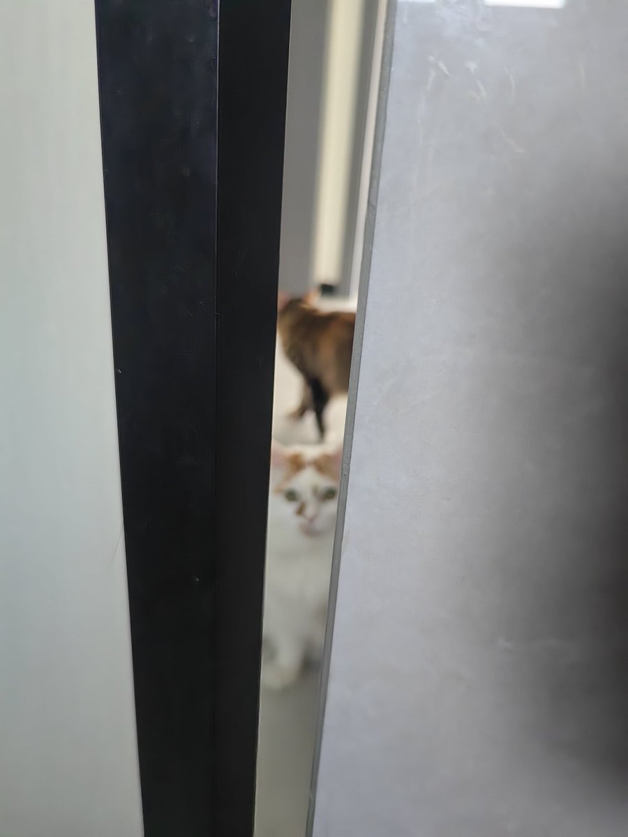 zhenmingbai's tweet photo. 我拉个屎也看？怕我吃独食？#猫 #cat https://t.co/uhAfncsZgE