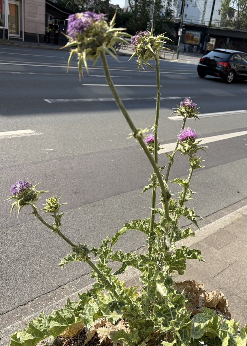 AR_Kleinert's tweet photo. every road has its thorn https://t.co/3HR6DGUmAU