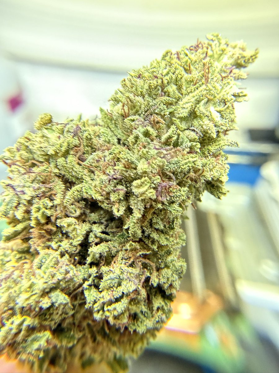 NaughtyChalupa's tweet photo. More energy than a cup of coffee
#clearboost #sativa #elkcreekgenetics https://t.co/Z2GJ0OK3oF