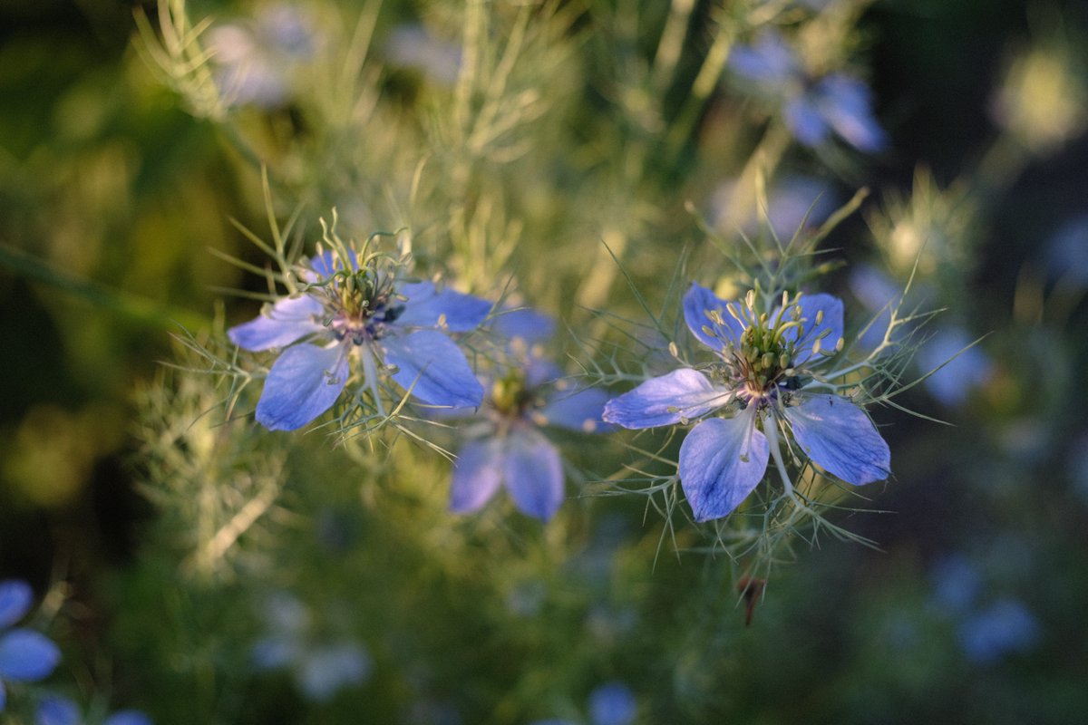 getche74's tweet photo. X-E3

#TLを花でいっぱいにしよう 
#photography https://t.co/oVnT8alP5l