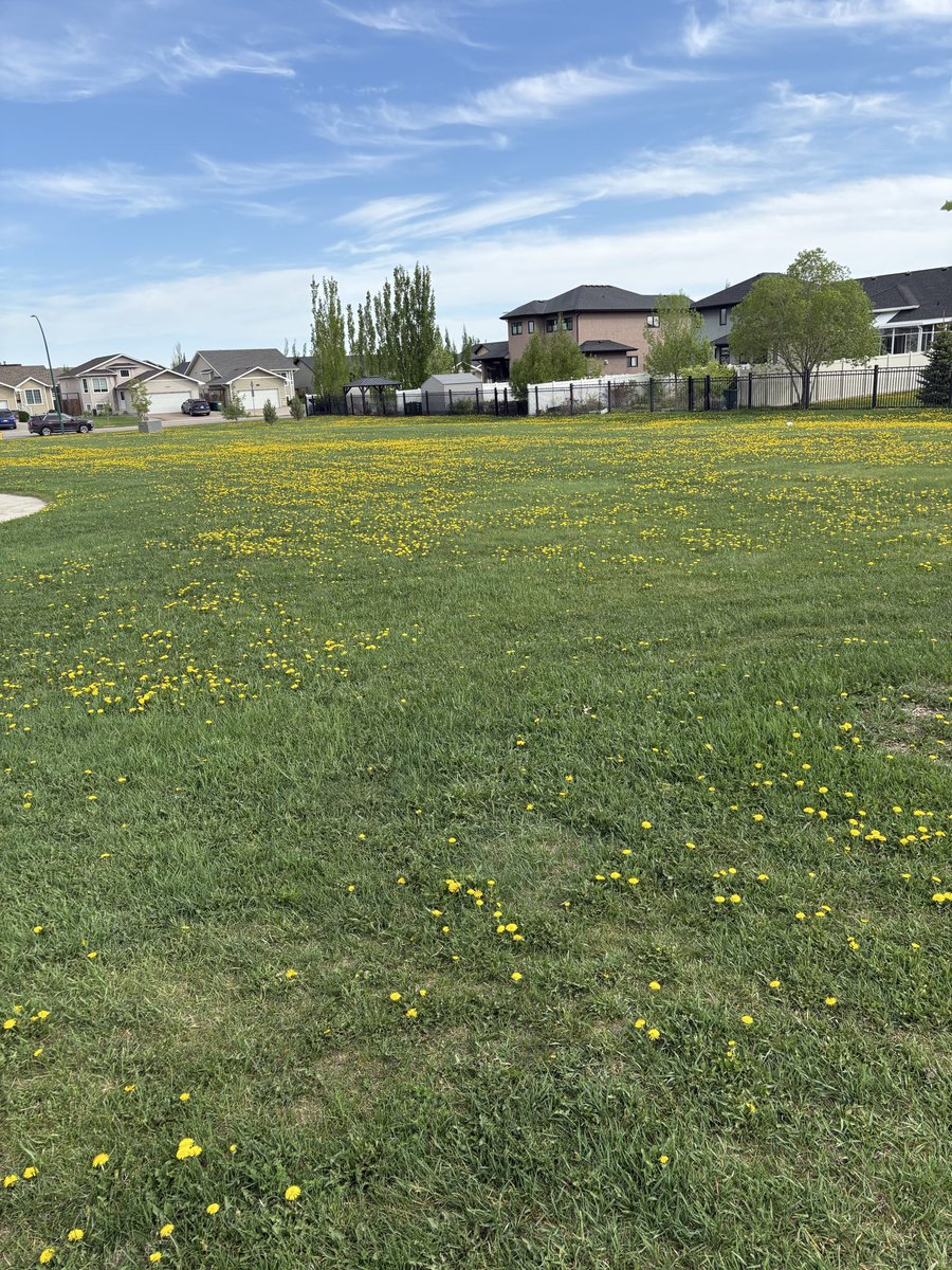 ThisIsBobinski's tweet photo. Congratulations @cityofsaskatoon you have the grass at Swick park looking mint! https://t.co/wxH5UJ9kDE