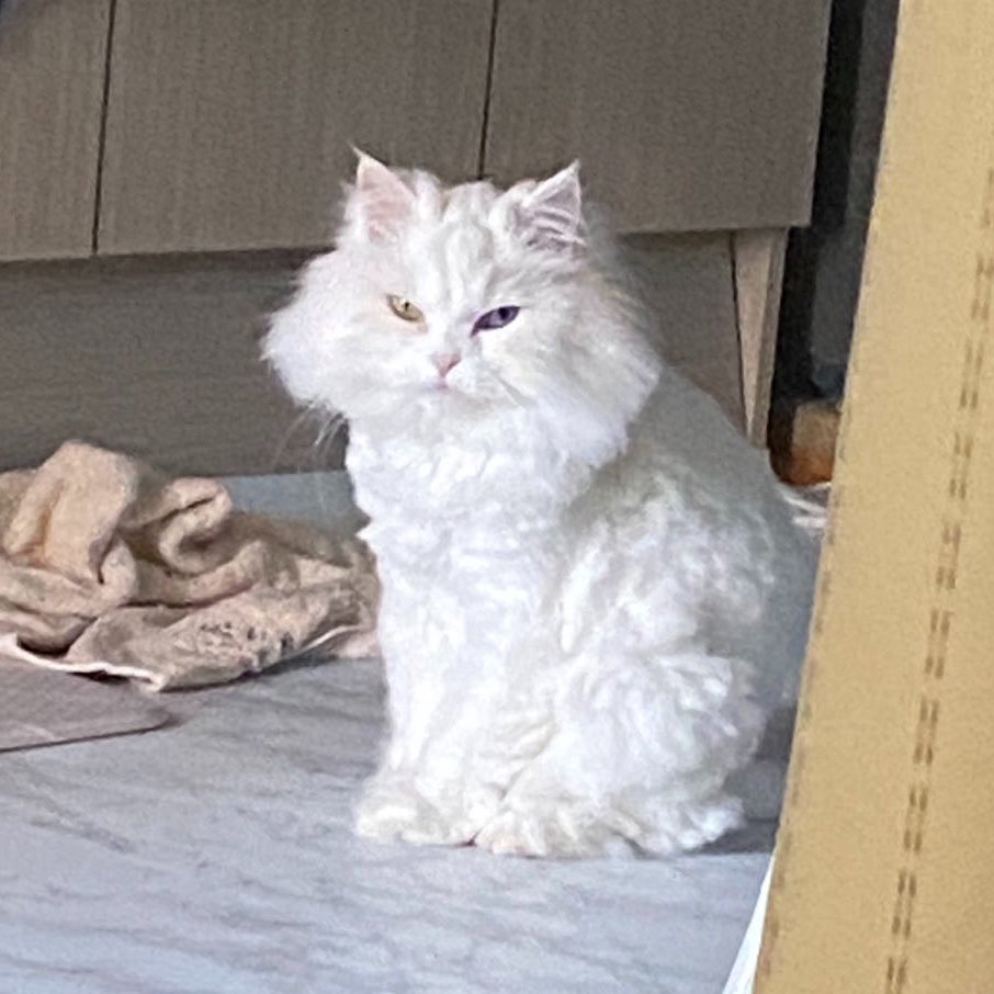 셰인 명언봇 tweet media
