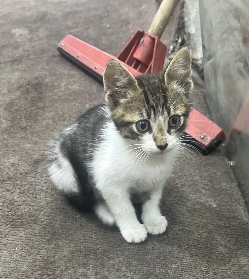 Özlem 🐾 tweet media