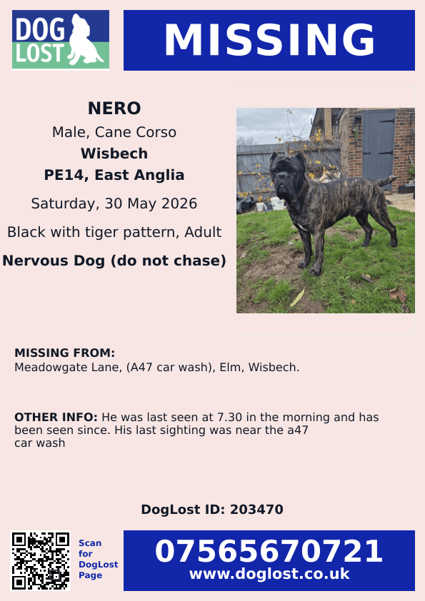 millypod1's tweet photo. 🆘30 MAY 2026 #Lost Nero #ScanMe
Cane Corso Male Nervous Dog (do not chase)
Meadowgate Lane, (#A47 car wash),
#Elm #Wisbech #Cambridgeshire #PE14
https://t.co/J8EAeqV8LC https://t.co/69qesq6Pnd
