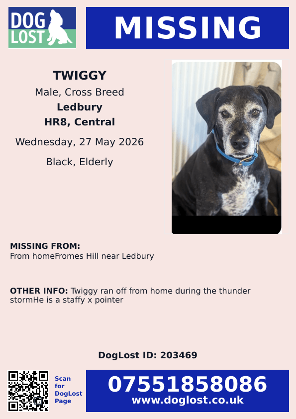 millypod1's tweet photo. 🆘27 MAY 2026 #Lost Twiggy #ScanMe
ELDERLY  Staffy x Pointer Male
From home #FromesHill near #Ledbury #HR8
#Herefordshire
Twiggy ran off from home during the thunder storm https://t.co/8UD3rRnyHJ https://t.co/b89VOQ5dLt