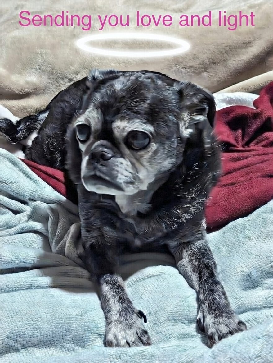 Angel Pugnatious Gibbons 🌈 tweet media