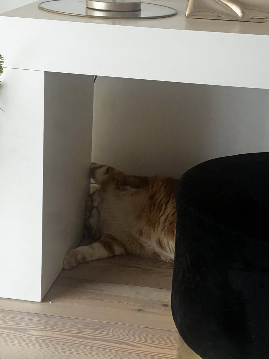 bio_72's tweet photo. Come affronta il mio Theodoro il caldo😅❤️
#gatti #gattini #gattirossi https://t.co/T84dXgLJPH