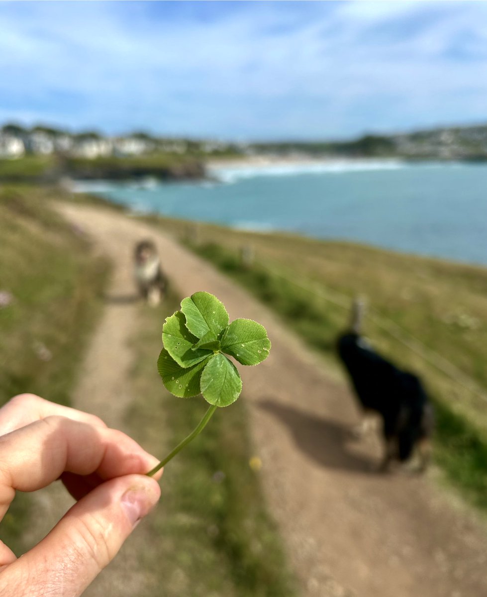 CliffsideKatie's tweet photo. Little six leaf clover 🍀 #sixleafclover #greengold https://t.co/cVt6pf4n7K