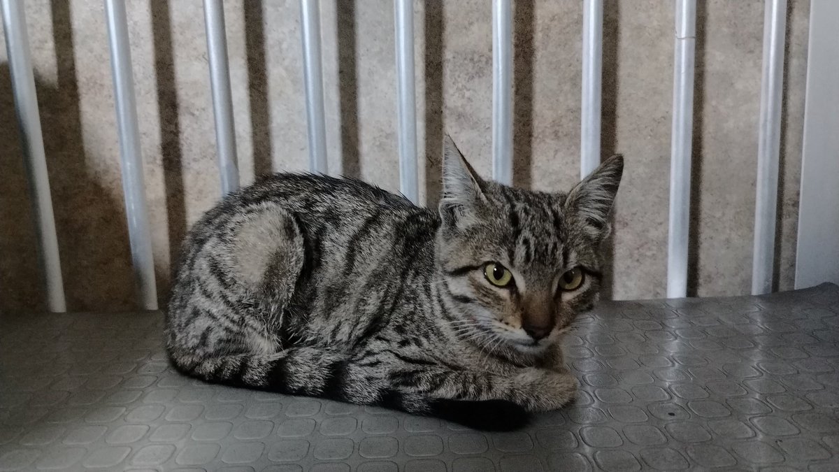_notevoyamentir's tweet photo. Estuvo en mi vida menos de 48h, rescatada de un ataque de perros, pasamos horas en el vet, varios exámenes y cuidados de por medio, al parecer iba todo bien, hoy teniamos cita a las 9am para sus rayos X, pero a las 5:32am su respiración se detuvo y una parte de mi se fue con ella https://t.co/fNFnP4gDNU