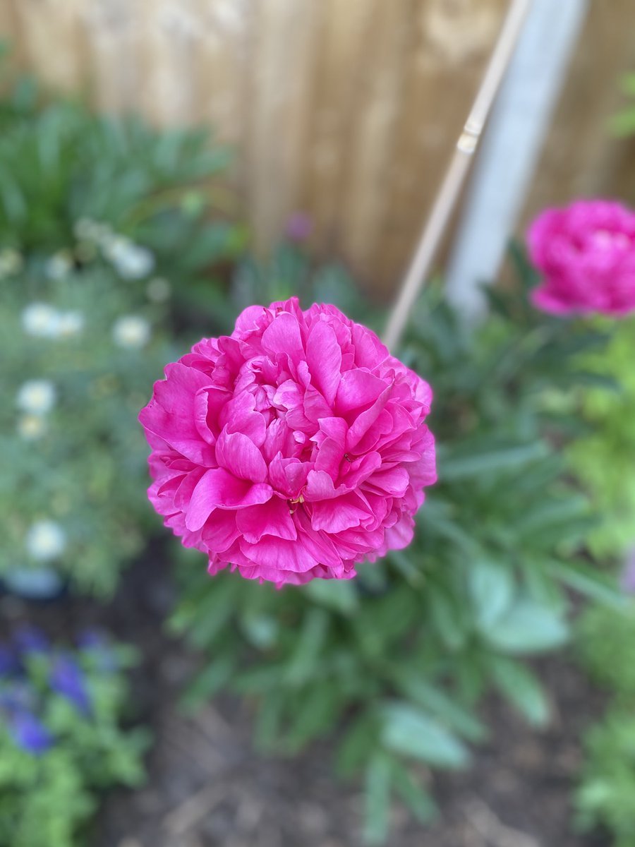 ch0l3's tweet photo. My garden is so full of flowers at the moment, it makes me happy 🌸🌷 https://t.co/nIgZkAy8Mi
