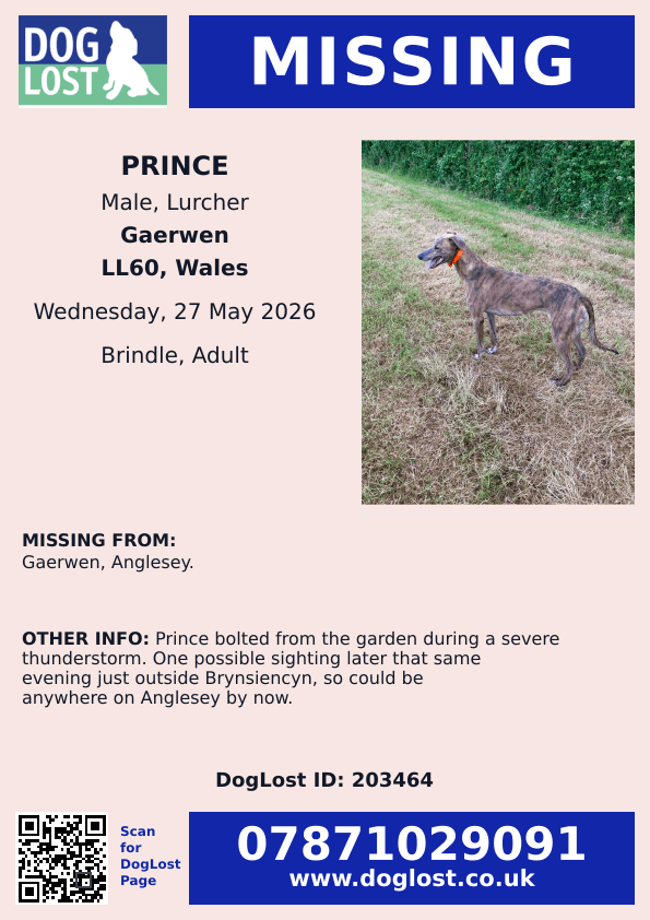 millypod1's tweet photo. 🆘27 MAY 2026 #Lost Prince #ScanMe
Lurcher Male
#Gaerwen #Anglesey #Wales #LL60
Prince bolted from the garden during a severe thunderstorm. One possible sighting later that same evening just outside #Brynsiencyn so could be anywhere on Anglesey by now.
https://t.co/QXXDEtIZR8 https://t.co/zsih3qkt7m