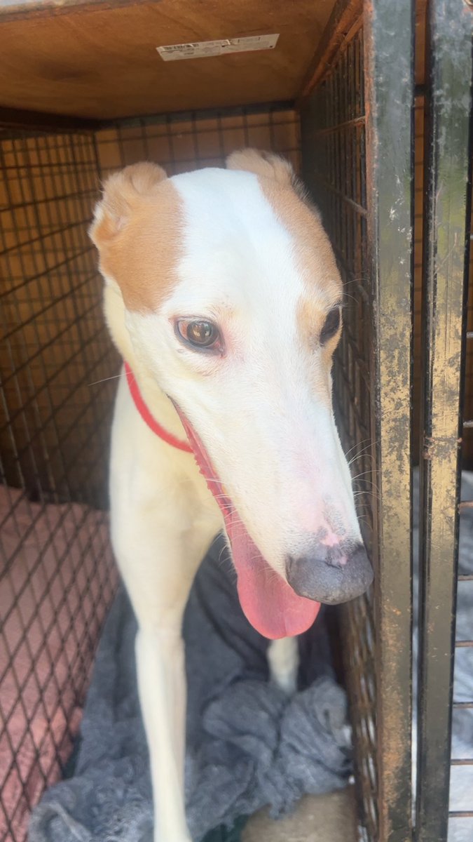 TrioKennels's tweet photo. He’s done it!!! Ballymac Odin is in the Greyhound Trader Final!  @Davidtitterton1 @ProtheroeSarah @ProtheroeTerry @GarthAlan https://t.co/YcRqLtgCag