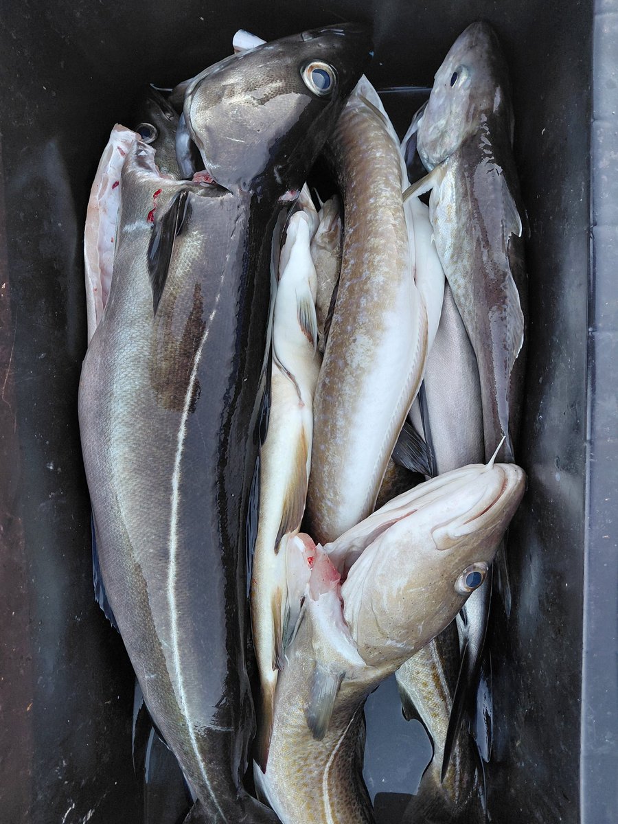 imchungyy's tweet photo. Got some fish today yay https://t.co/FeXNT8Nmys