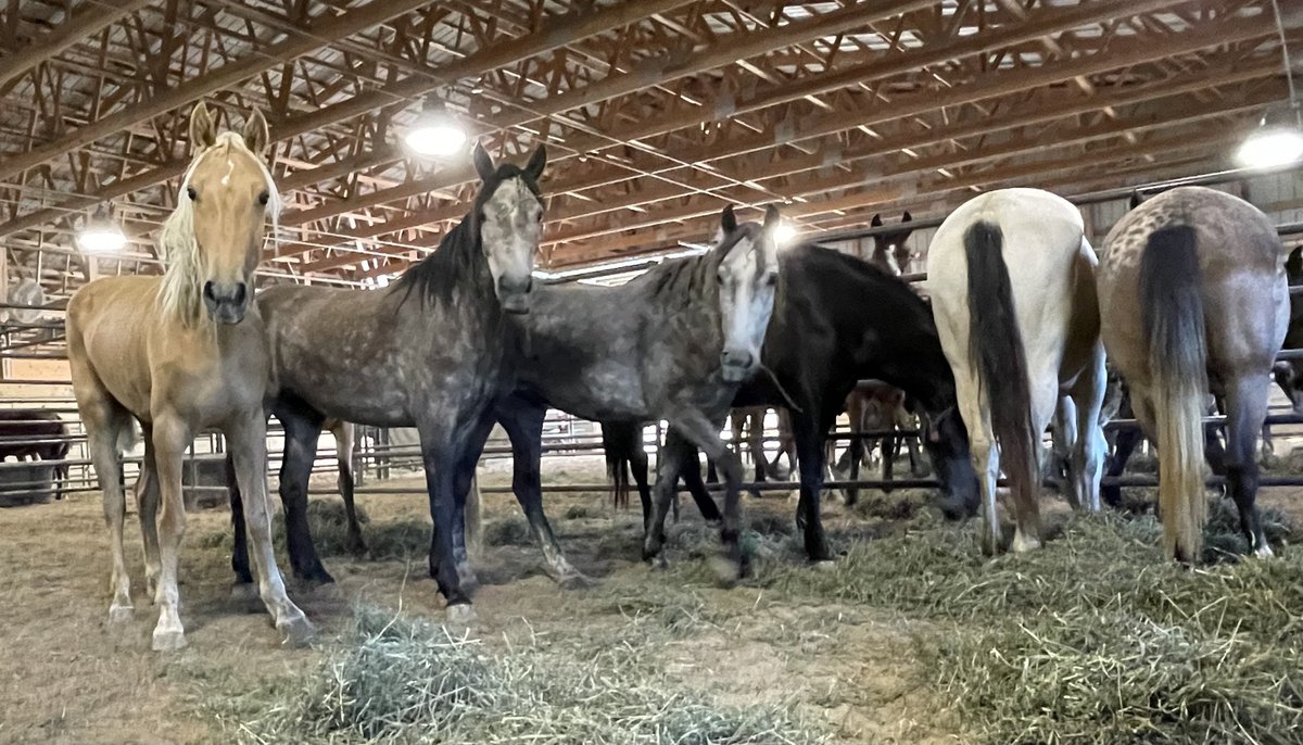 BLM_ES's tweet photo. Only 2 weeks until Doswell, VA welcomes America’s living legends! 🐎🫏

Meet wild horses &amp; burros at Meadow Event Park, June 12-13. Connect, learn, and discover how you can adopt or purchase. Bring your family for an unforgettable adventure! 

Details: https://t.co/GGRecYL2f7 https://t.co/5rvH8OUAYH