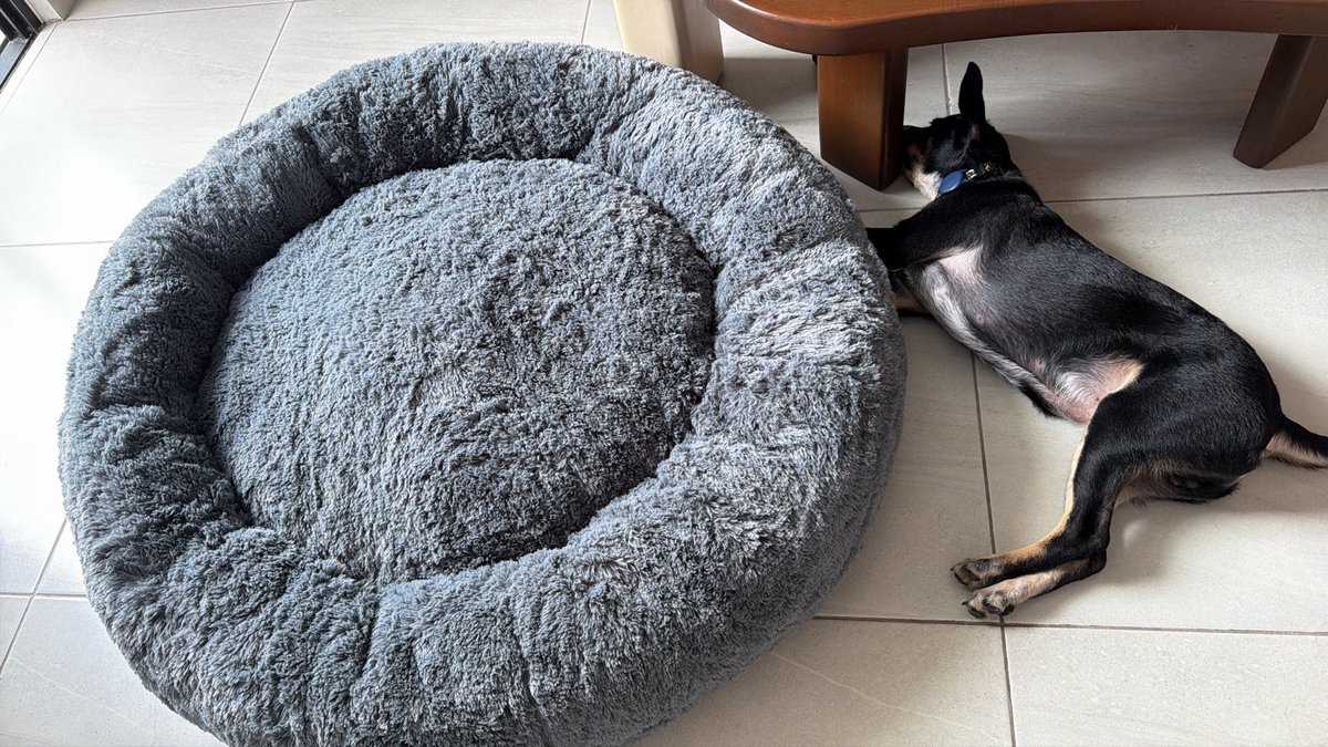 rociodta's tweet photo. a cosmo le encanto su nueva cama😍 https://t.co/FcexlxBssy