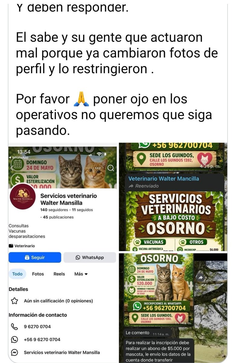 Geosorno01's tweet photo. #Osorno tras fallido operativo de esterilización en el sector de francke se reportan 15 gatos fallecidos y varios con serias complicaciones de salud, tras infecciones por usar hilo de sutura no adecuado https://t.co/9nBfbaIIXA