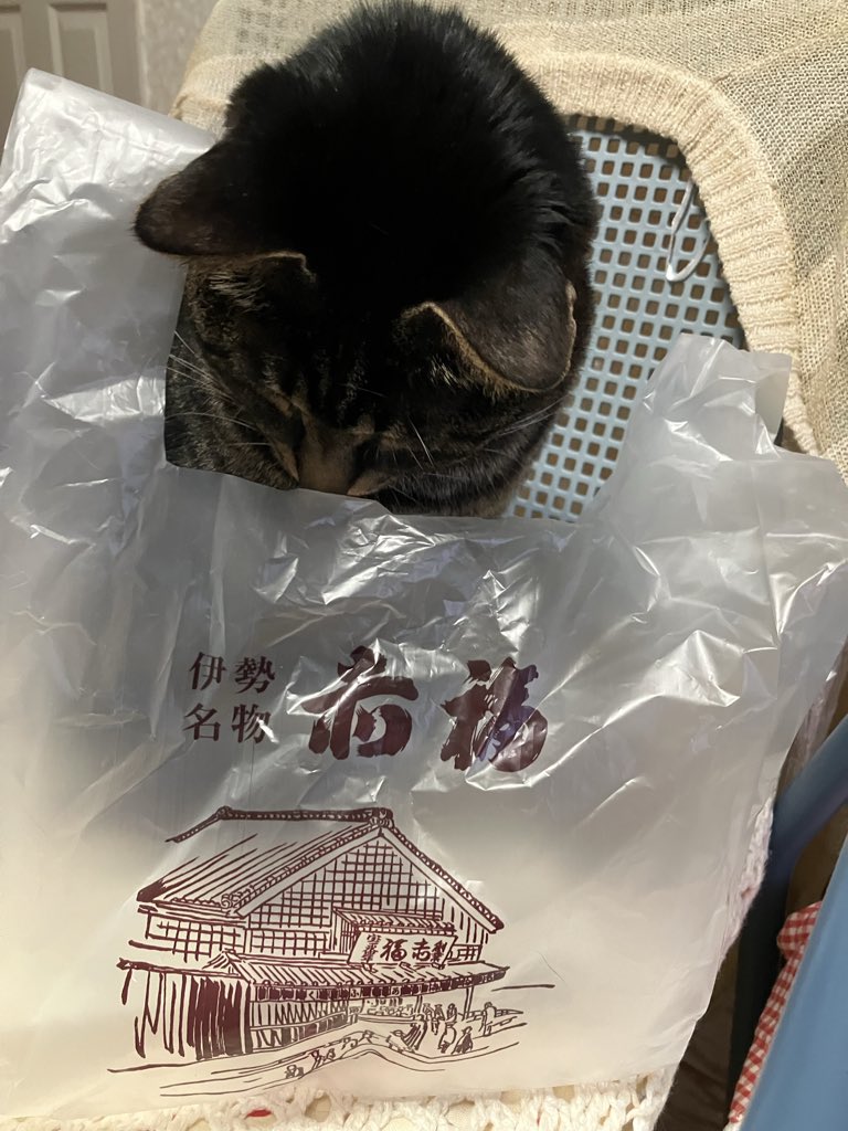 cafesanacia's tweet photo. お土産が気になるにゃ〜
#cats #猫 #にゃんこ #赤福 https://t.co/DG0iJuHMF1
