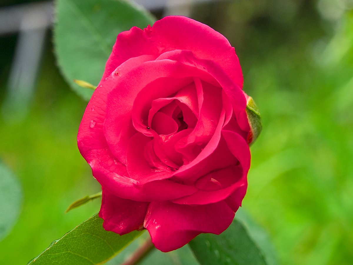 友禅」 #花 #バラ #flowerphotography #Rose E-1 + ZD ED 14-54mm F2.8