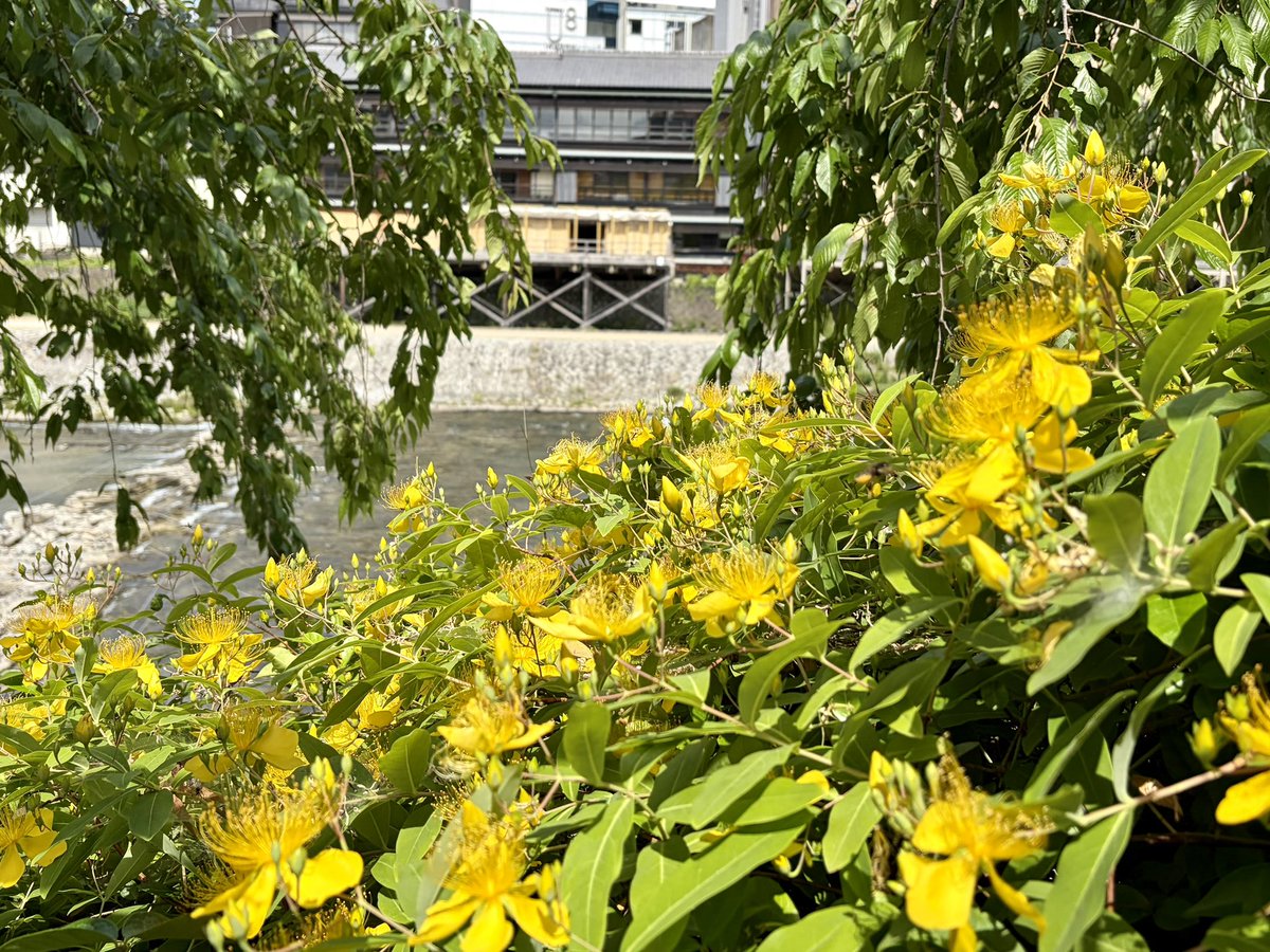 f36_rn's tweet photo. 新緑のみぎり
鴨川沿いを歩いて　2
#京都 #kyoto  #travel #新緑 #初夏 https://t.co/UoXbAPWwbS